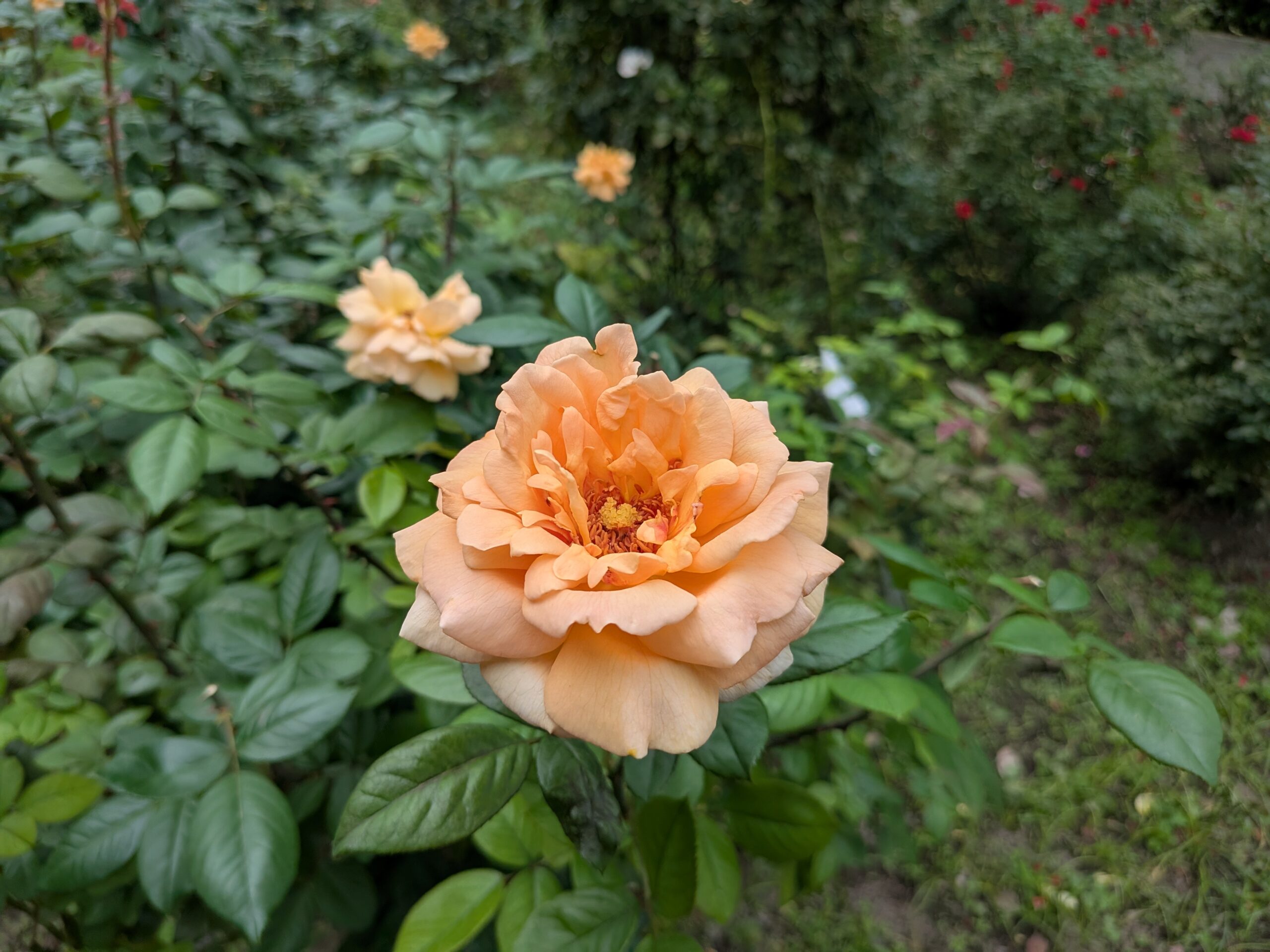 埼スタの薔薇
