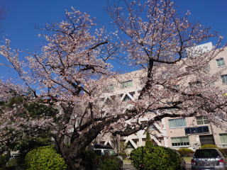 県庁の桜