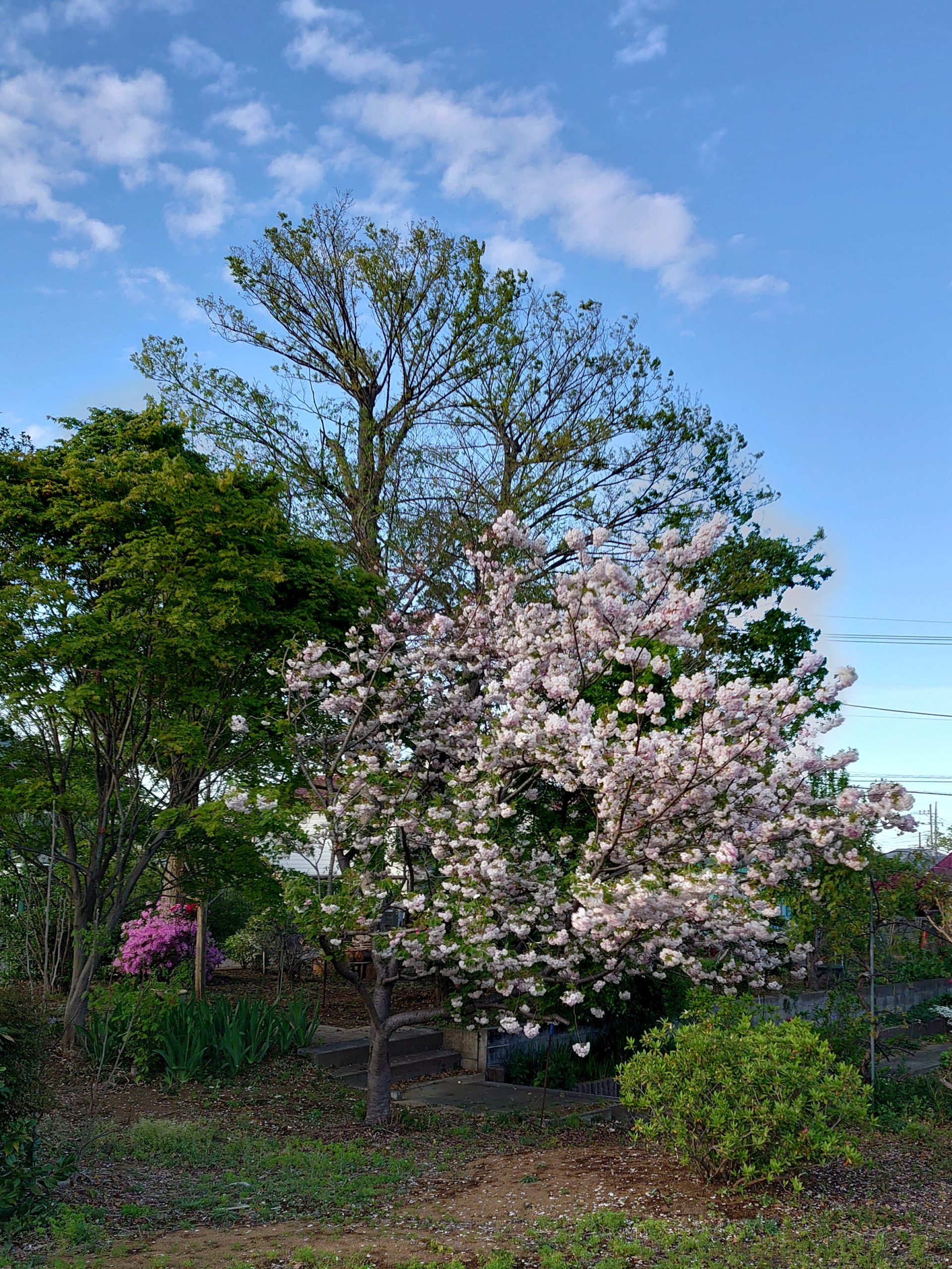 隣家の桜