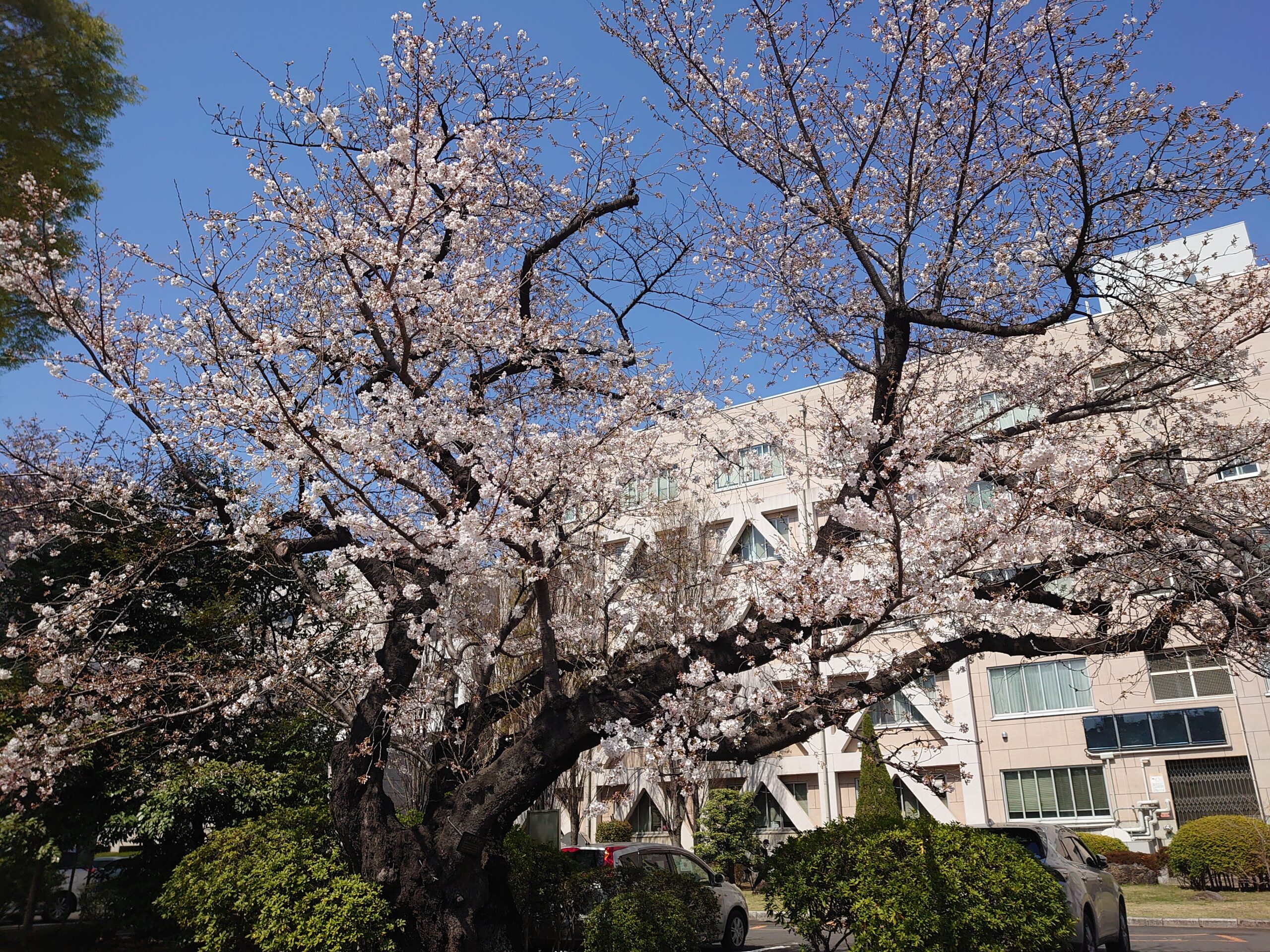 八分咲きの桜