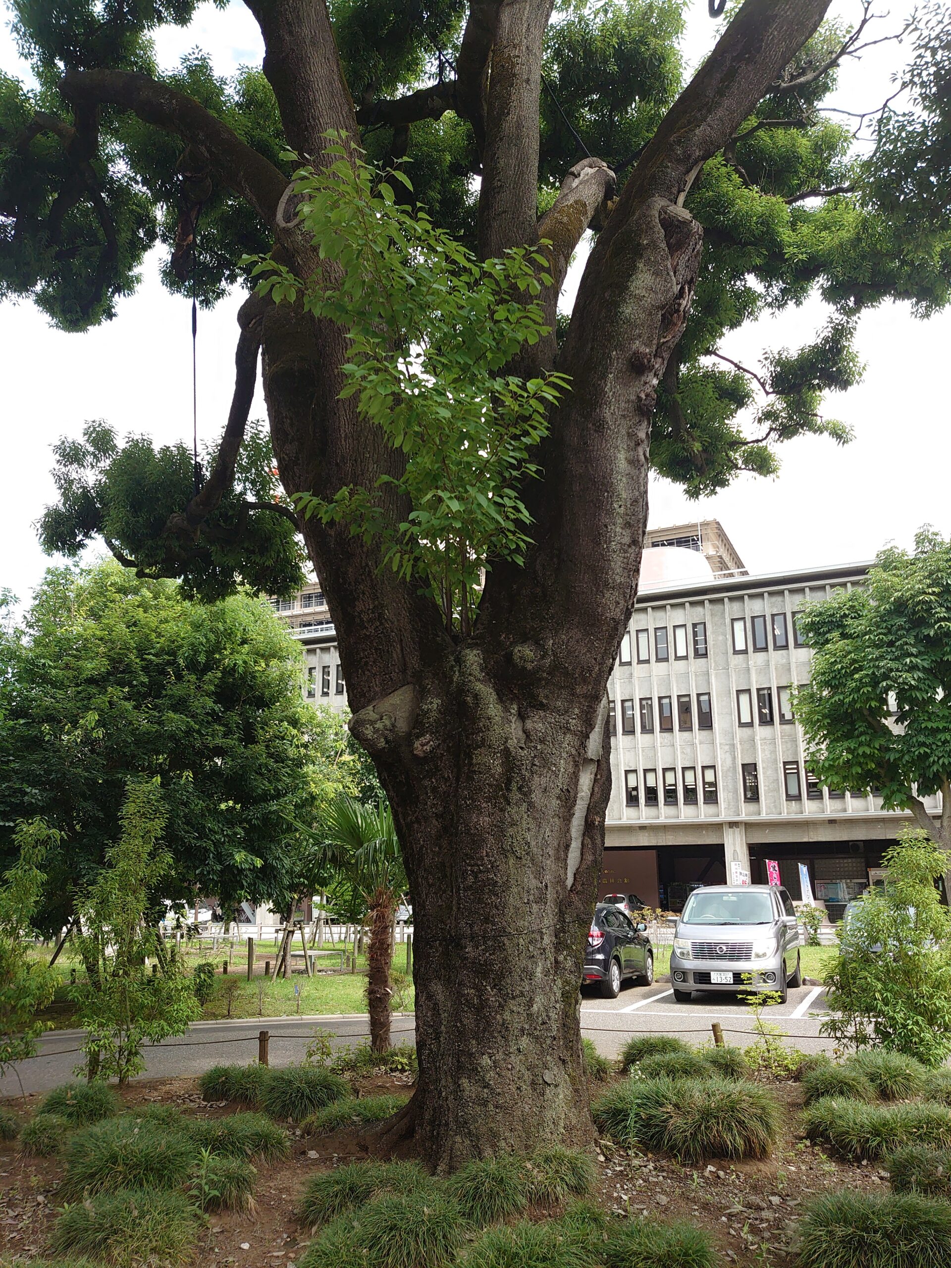 県庁の樹木