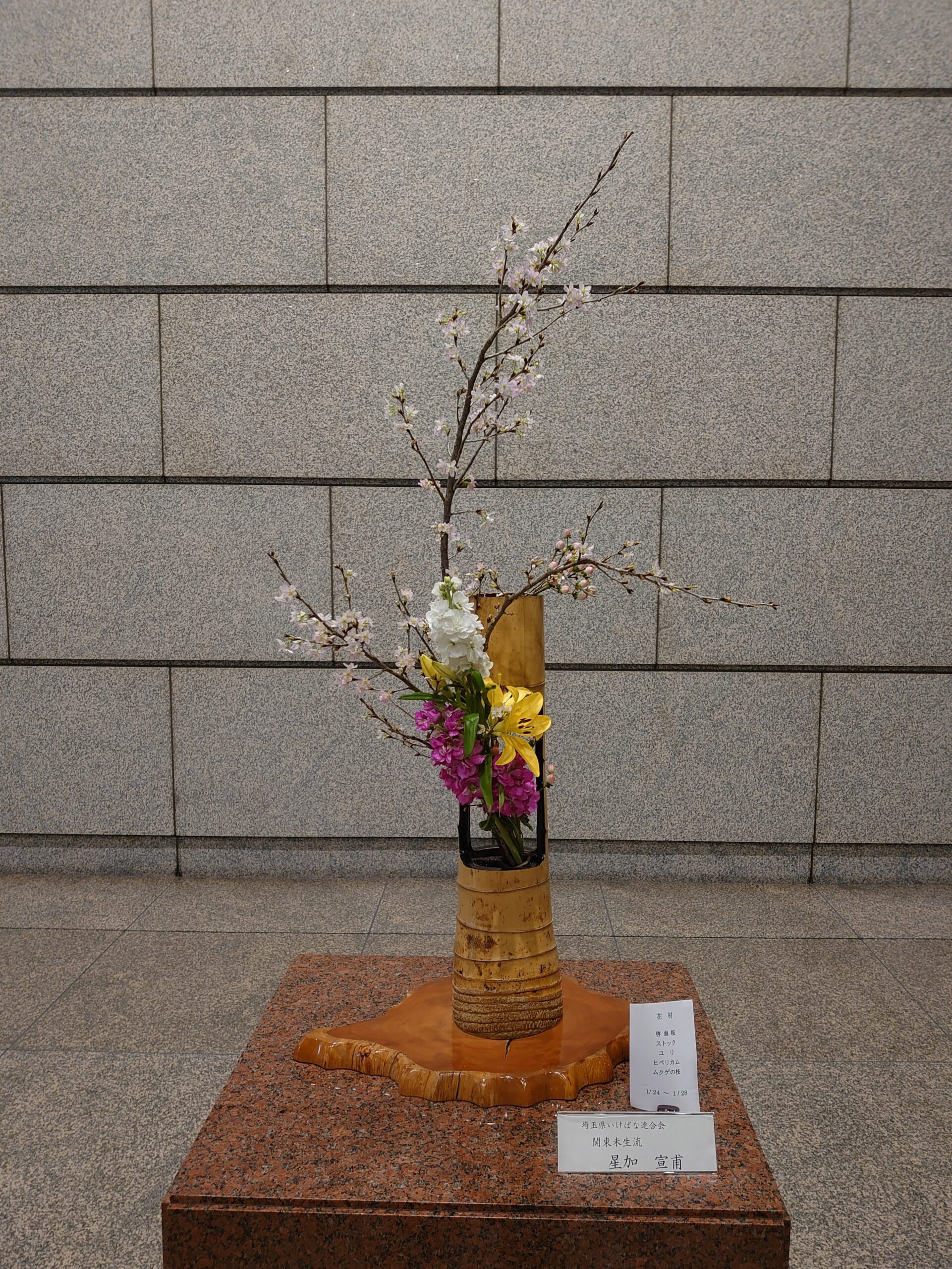 県議会の桜