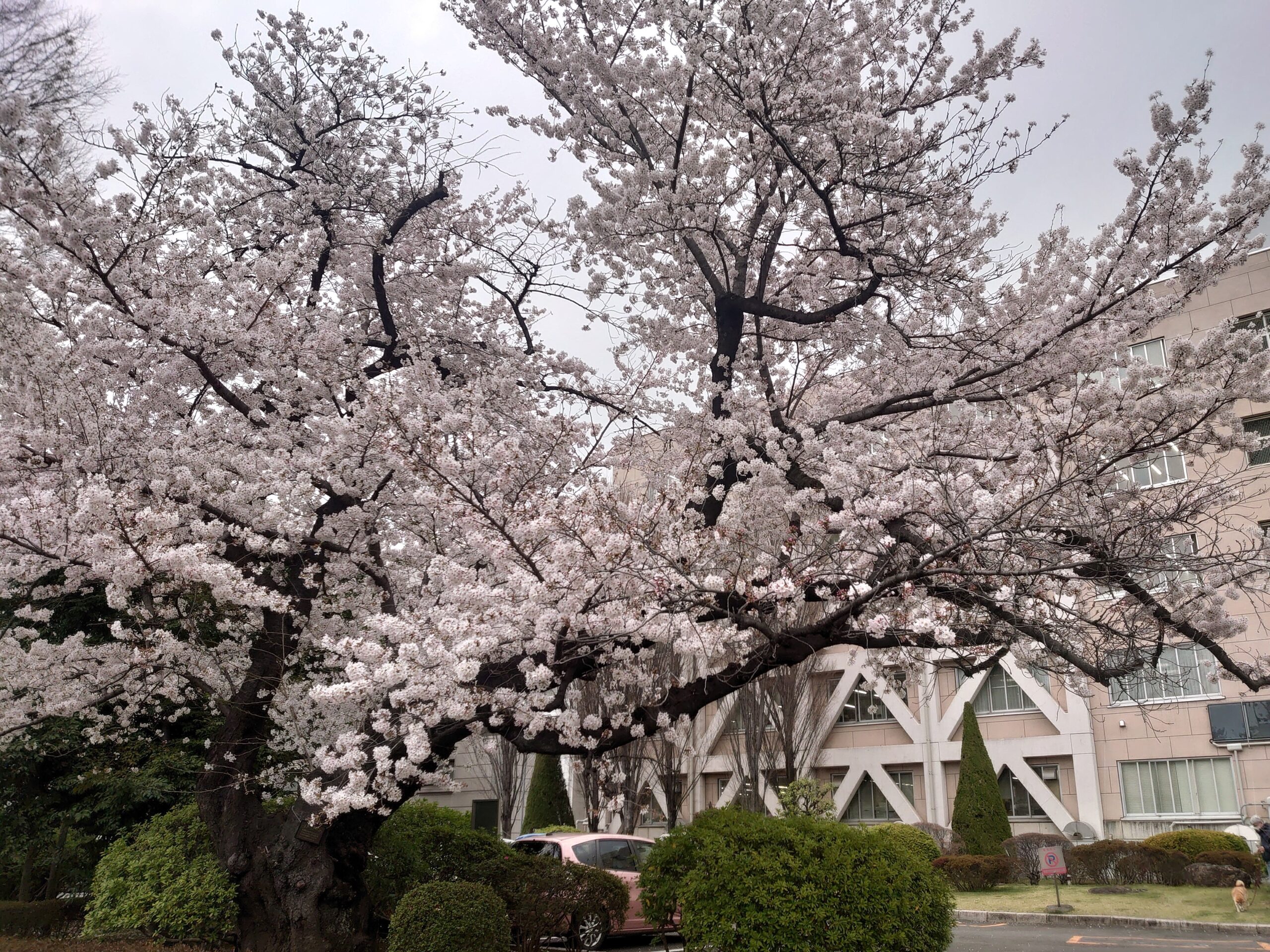 県庁桜満開
