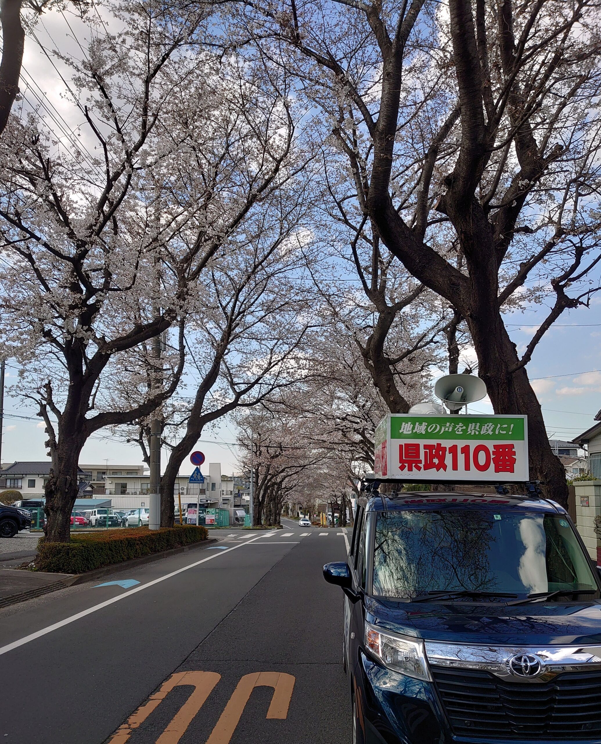 桜と街宣車
