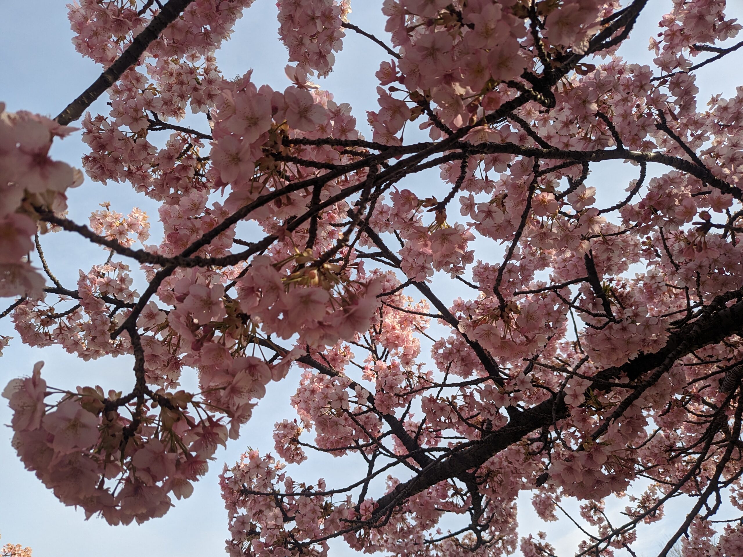 美しく咲いた河津桜