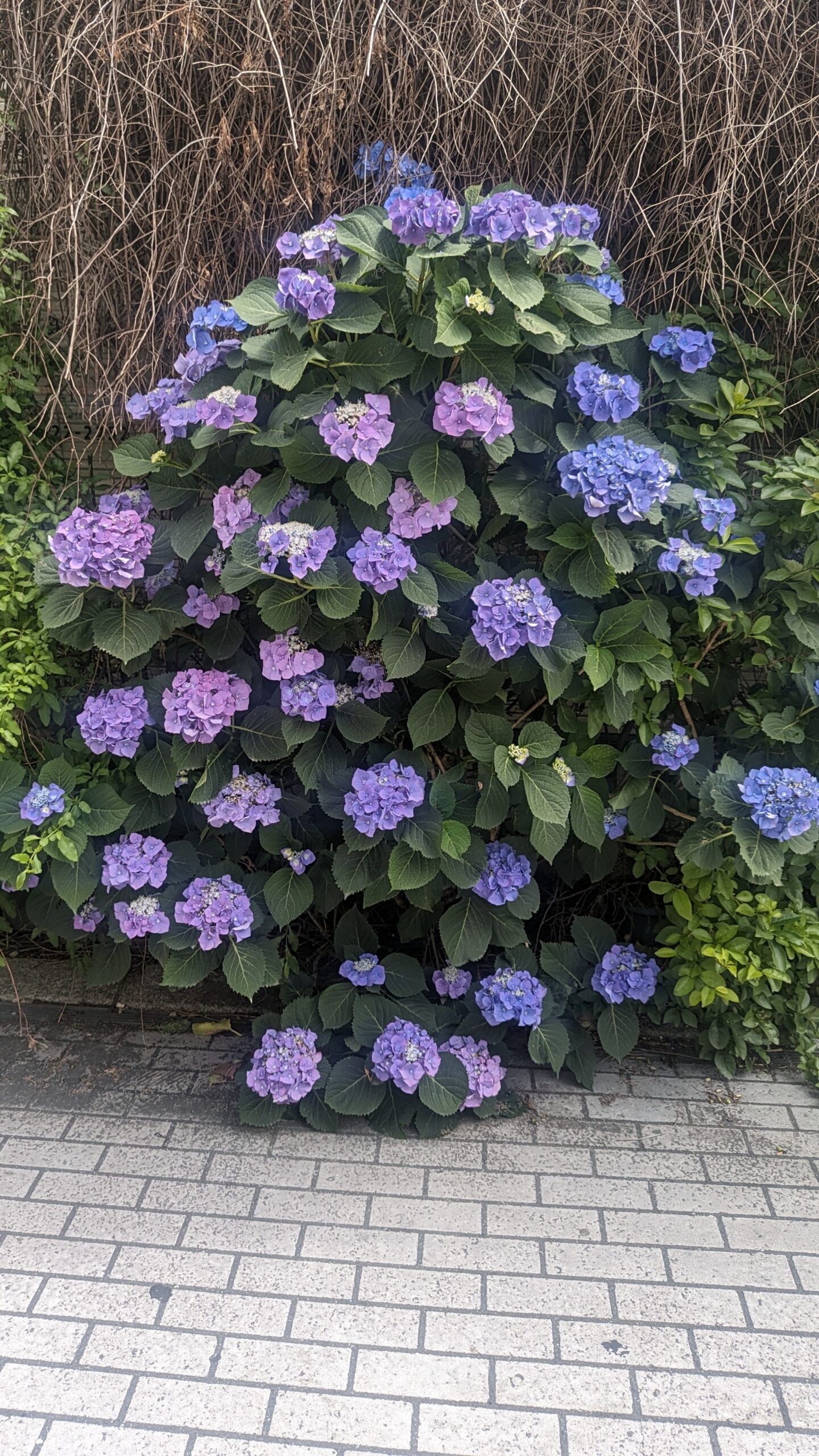 盛りの紫陽花