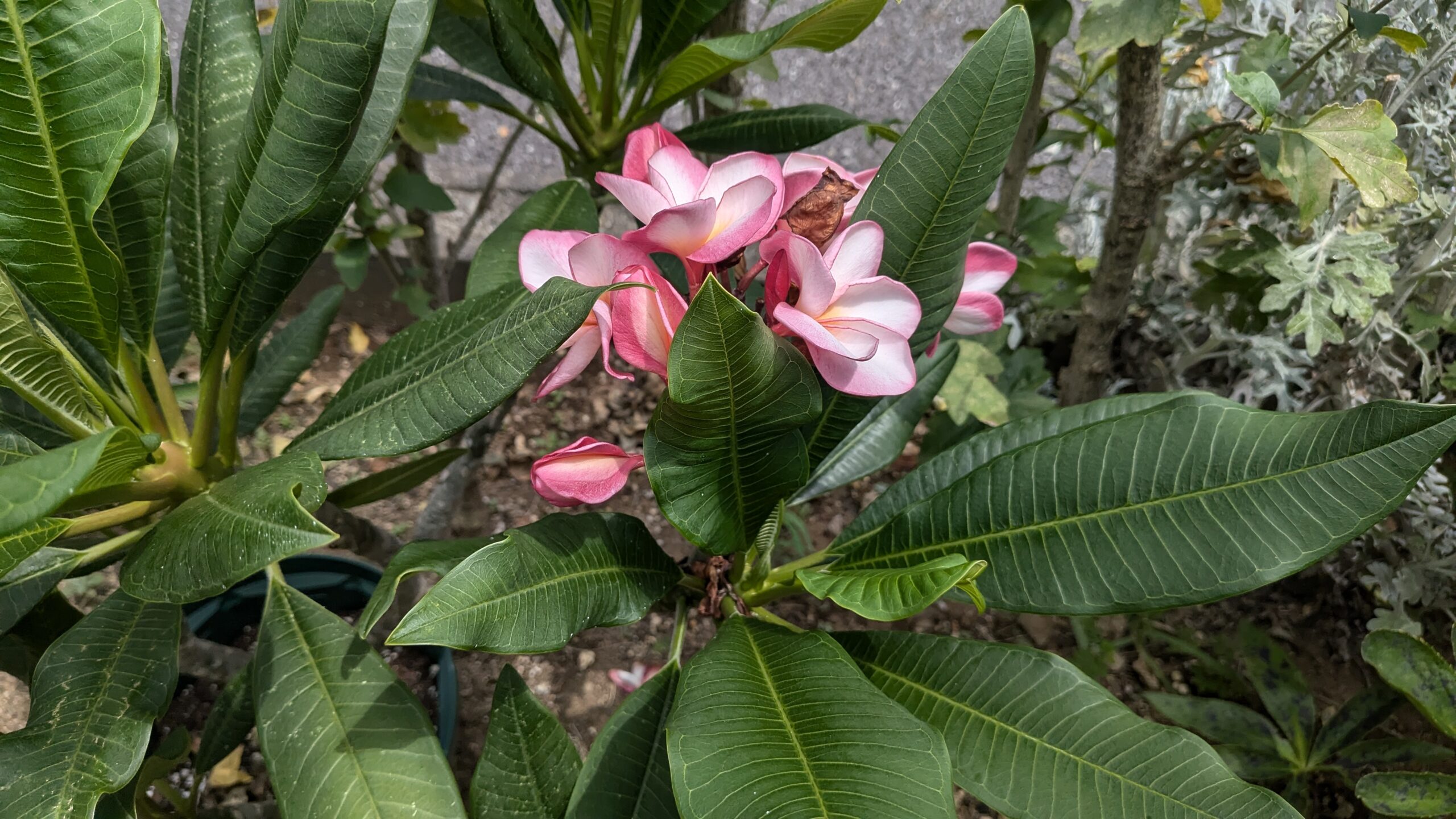 自宅の花