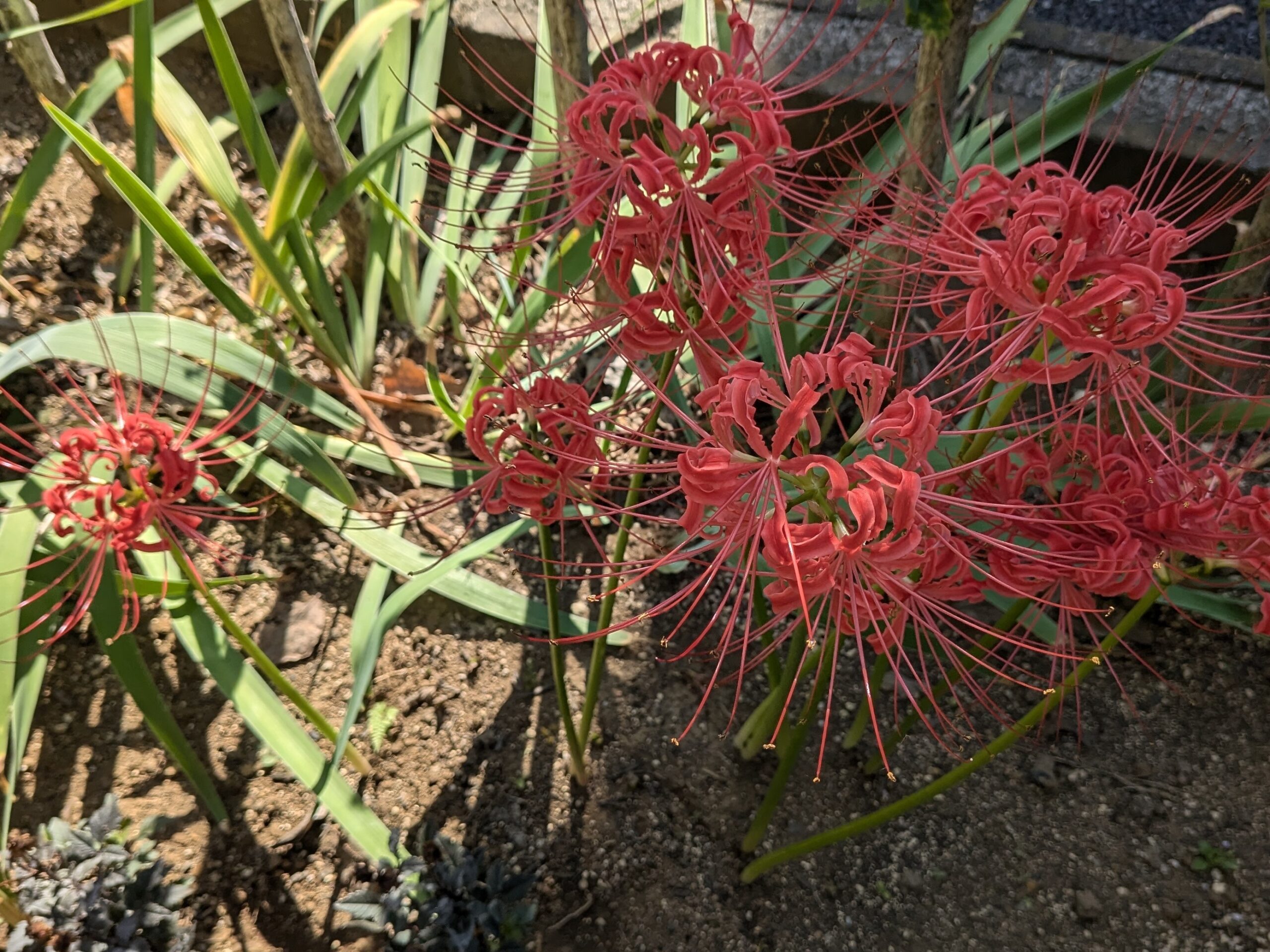 庭の彼岸花