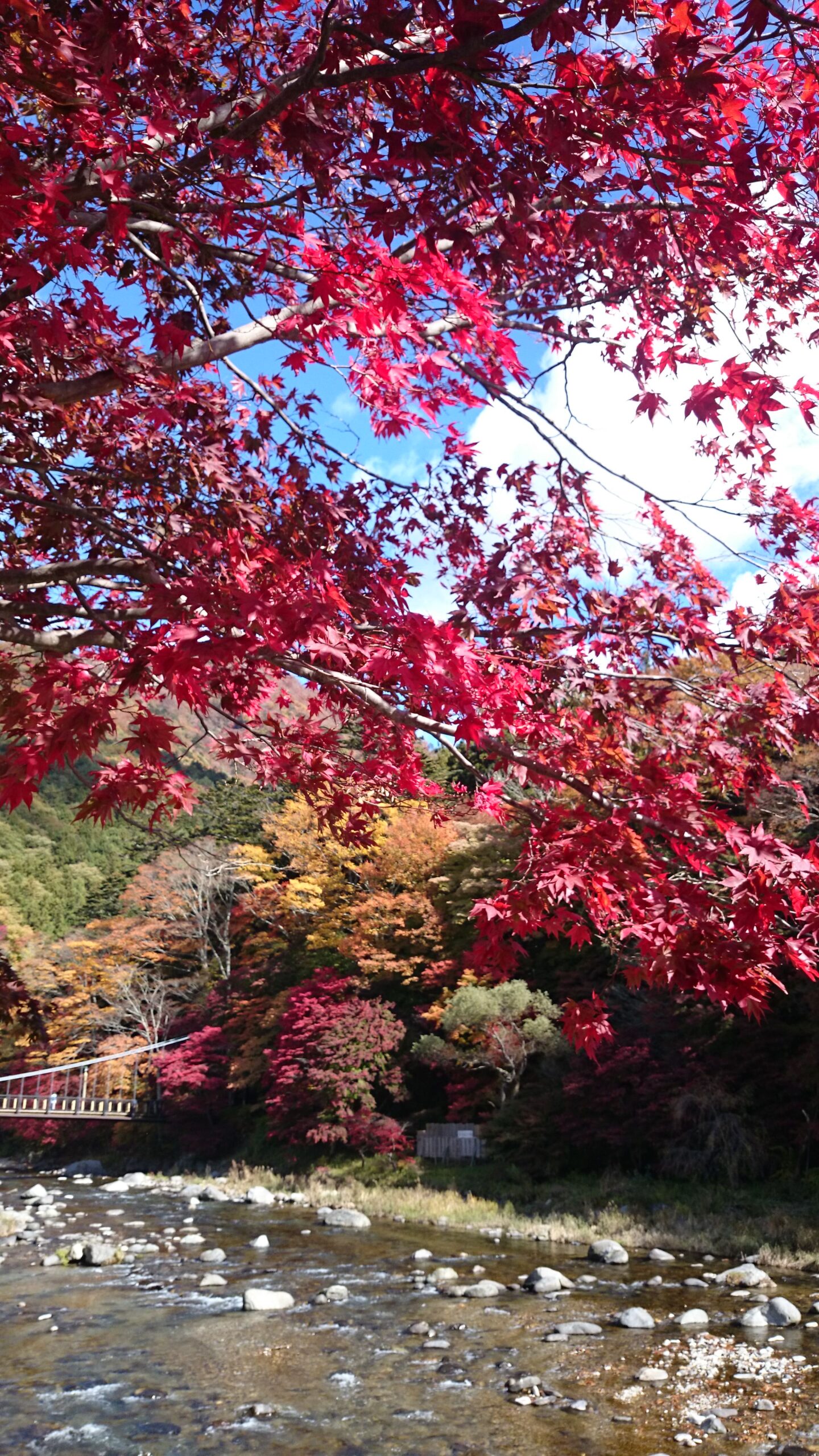 紅葉⑤「那須塩原」