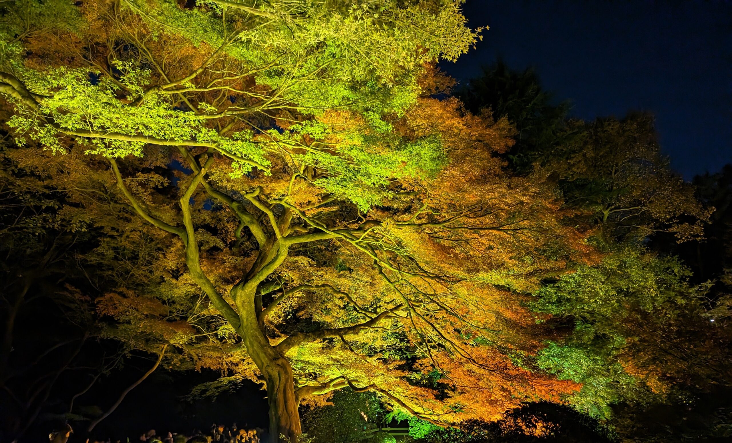 紅葉⑦「新宿御苑」