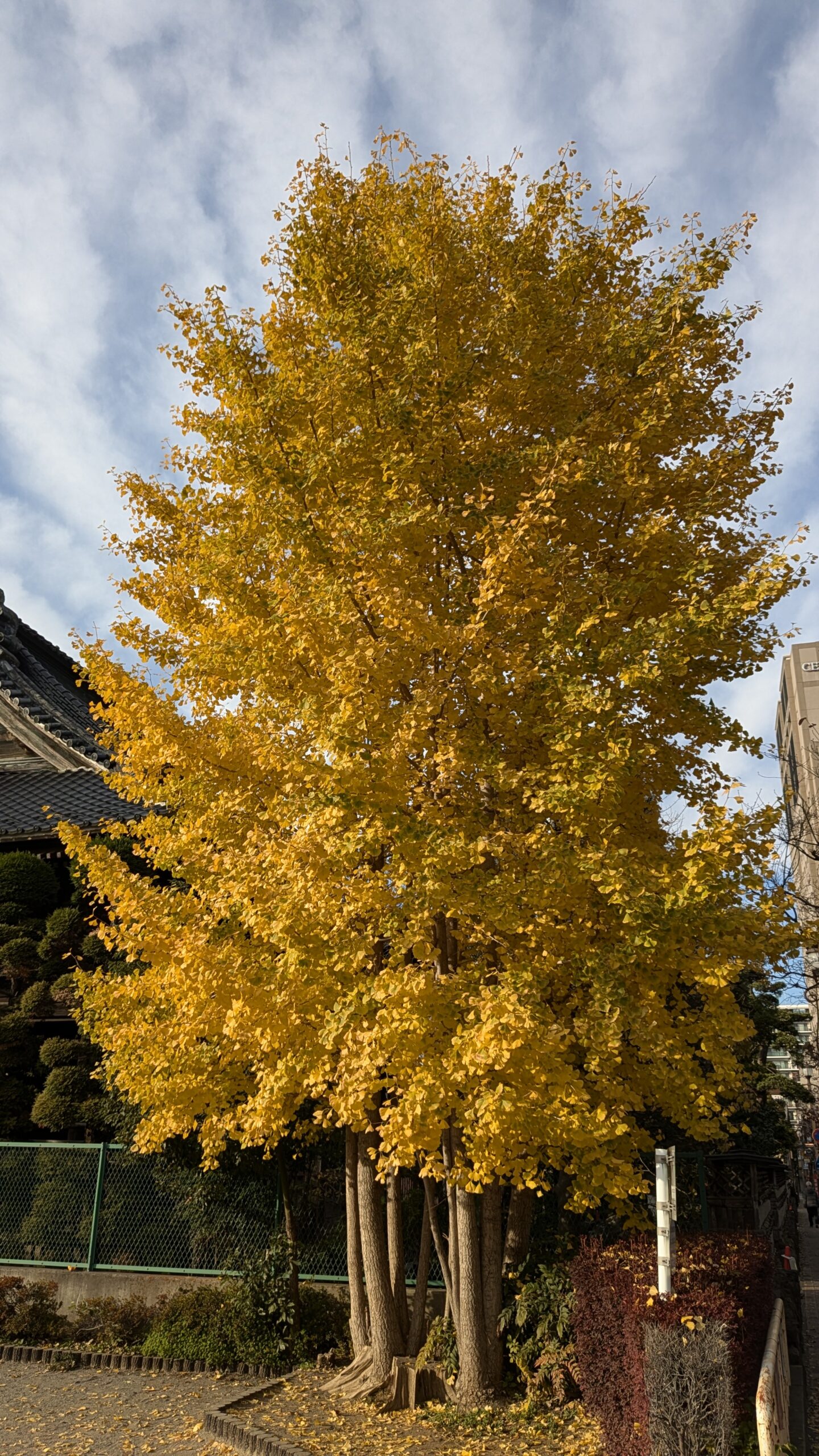 紅葉⑫「玉蔵院」