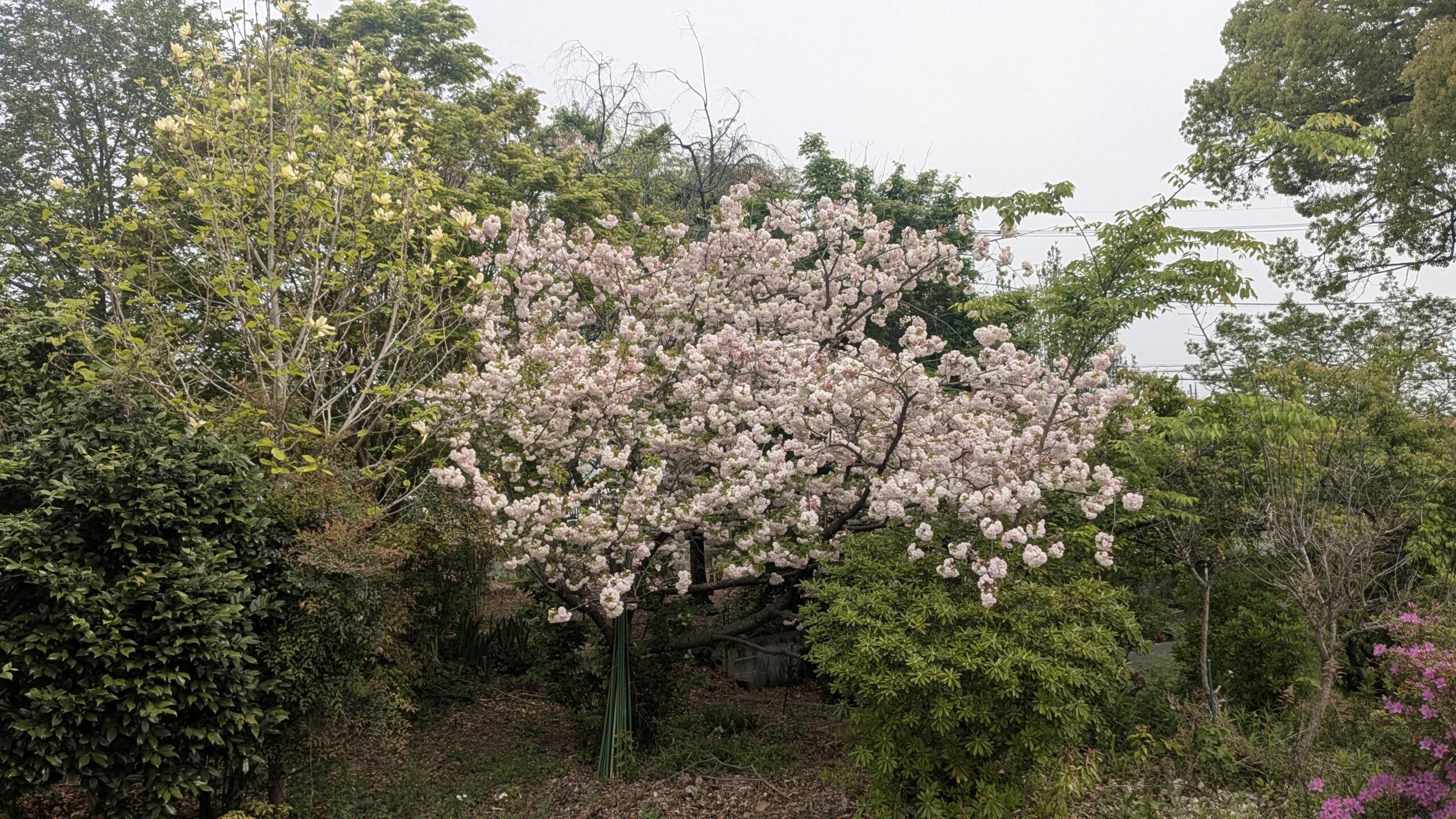 隣家の桜満開