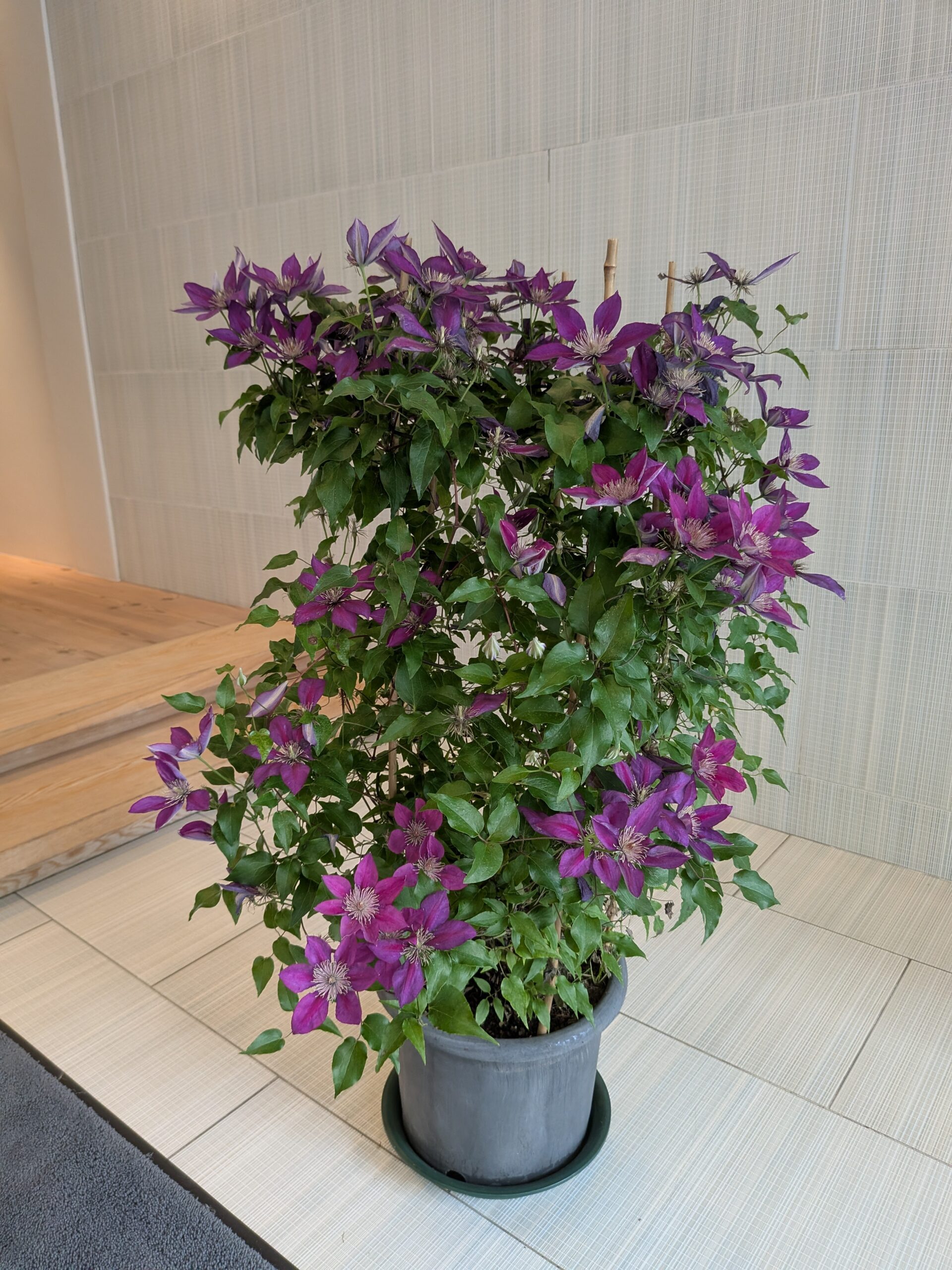 歯科医院の花