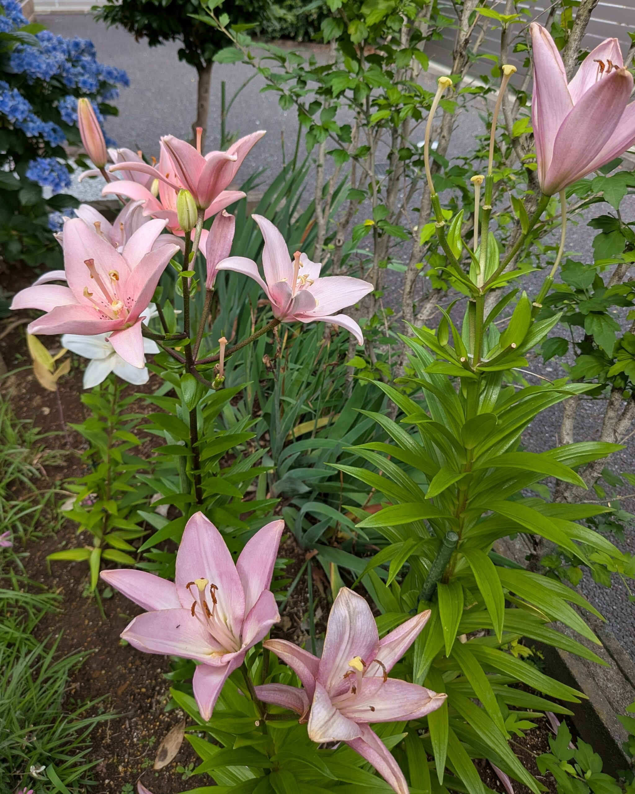 お盆