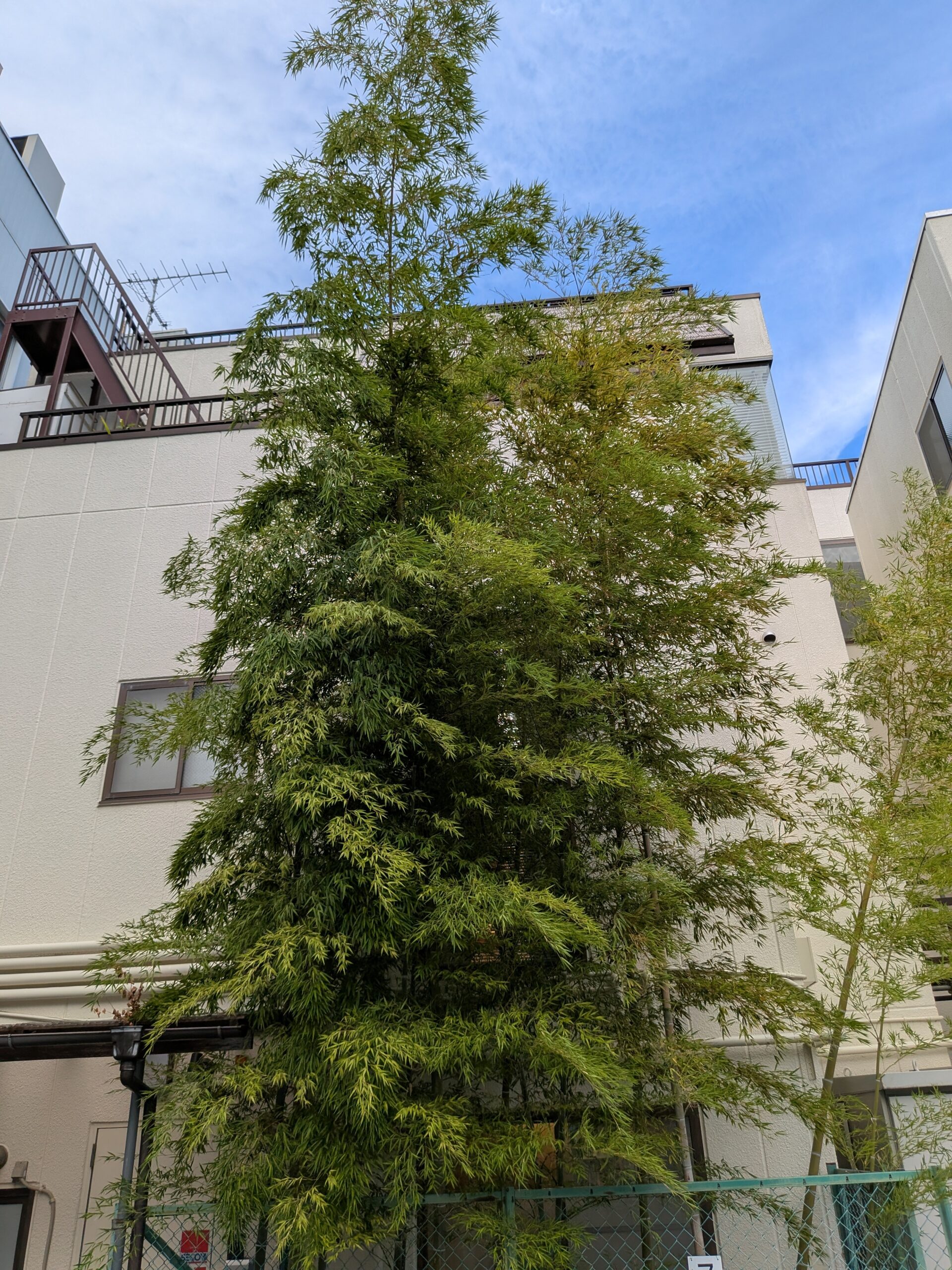 街中の竹林