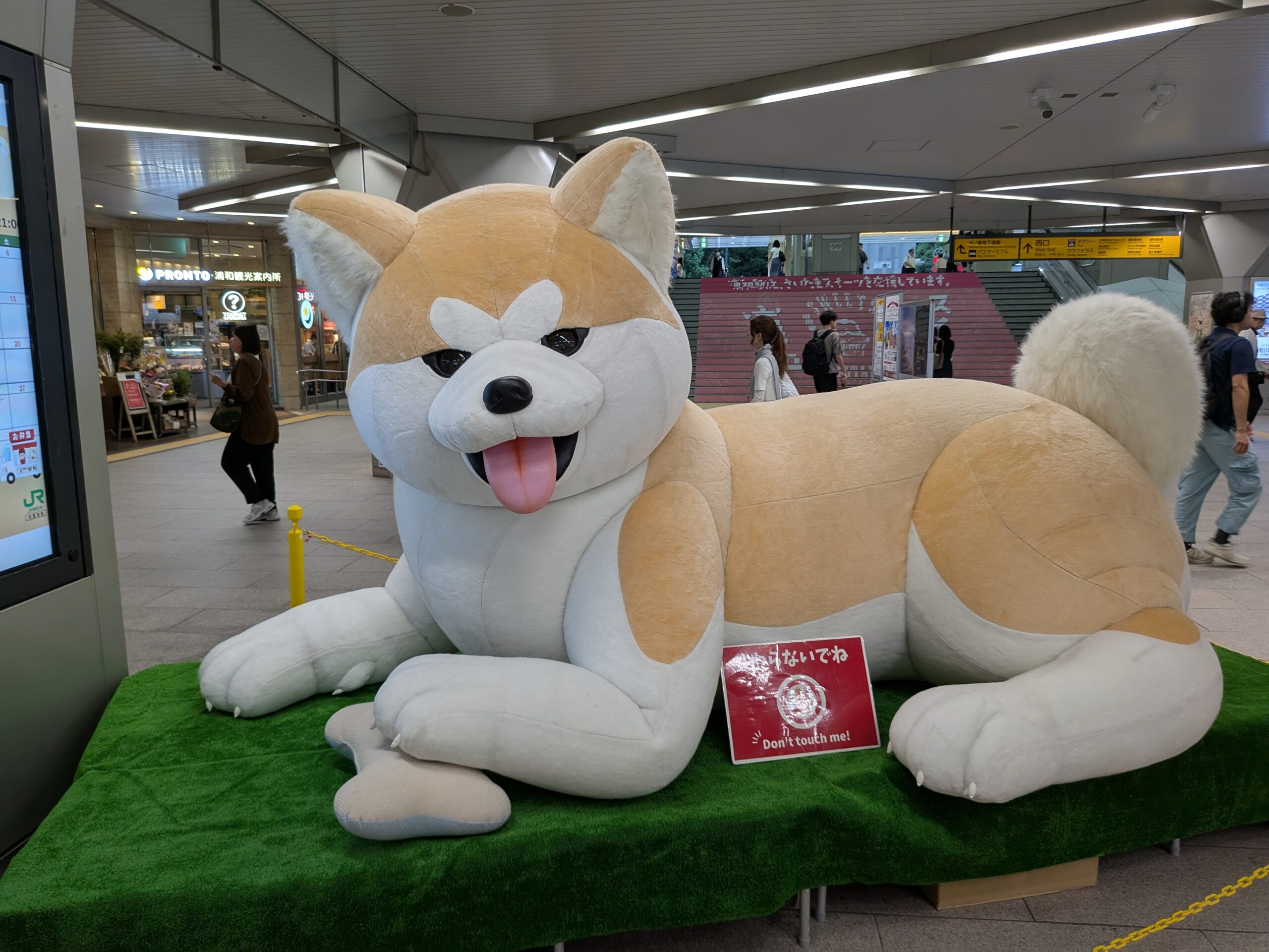 巨大な柴犬?