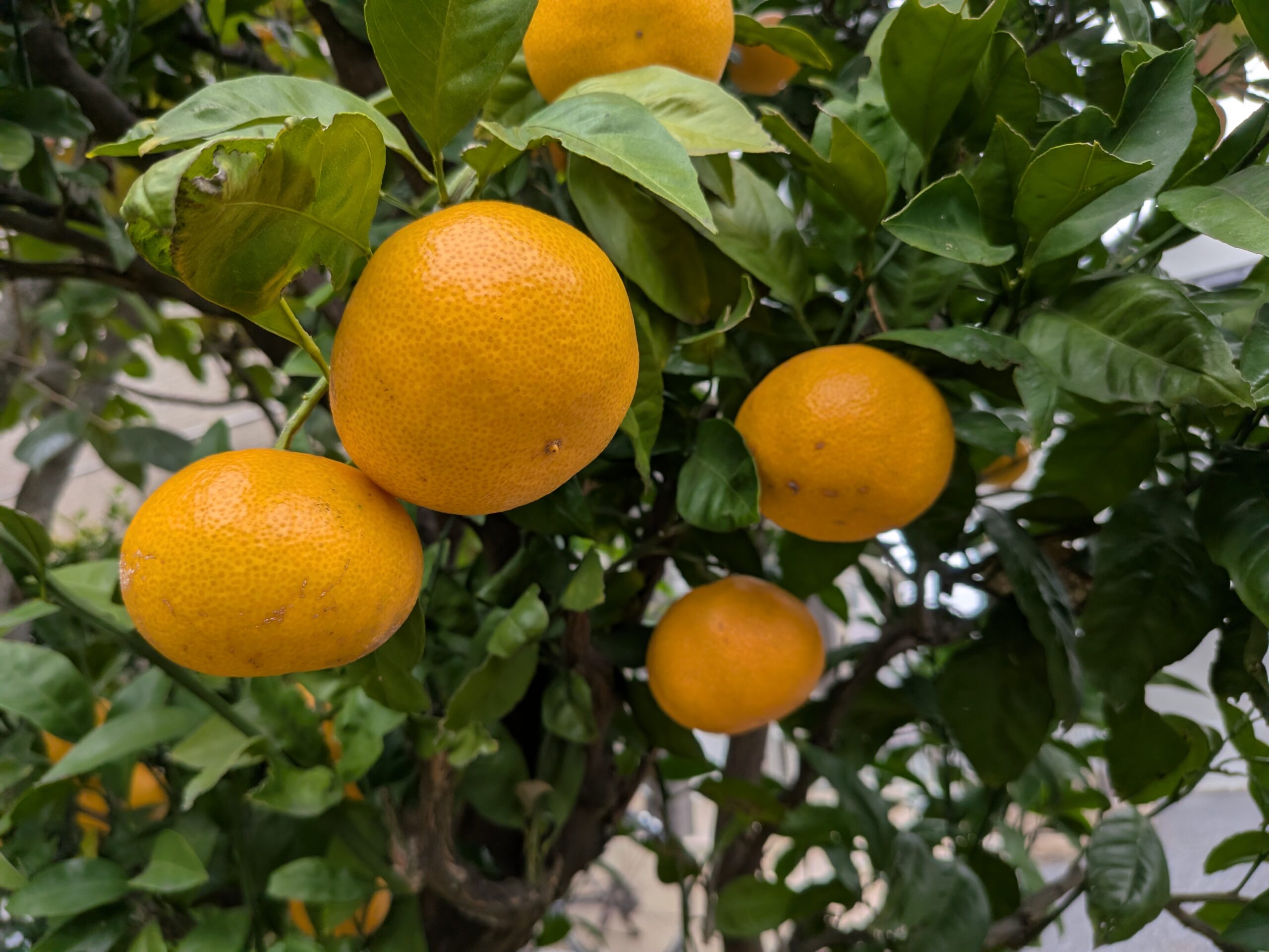 大豊作のミカン