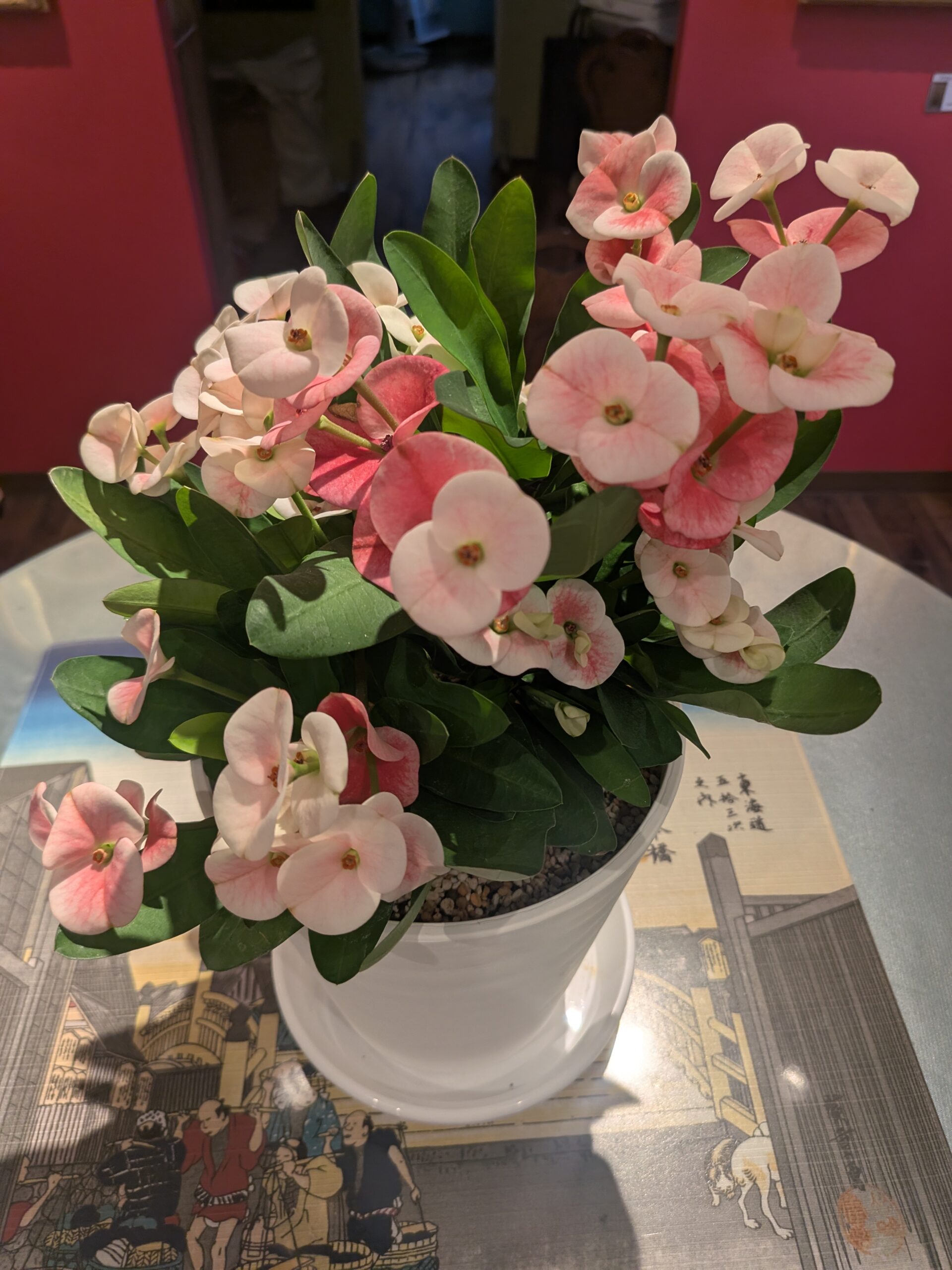 県政事務所の花