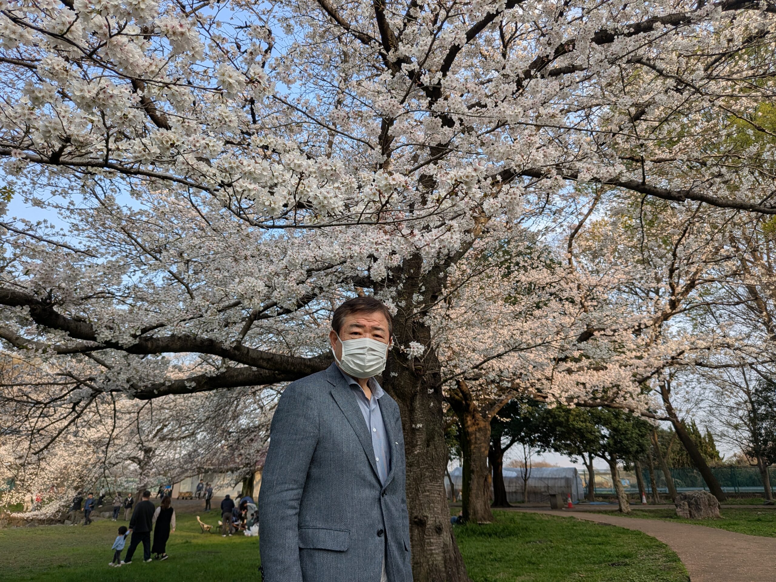 氷川（宮本）公園の桜