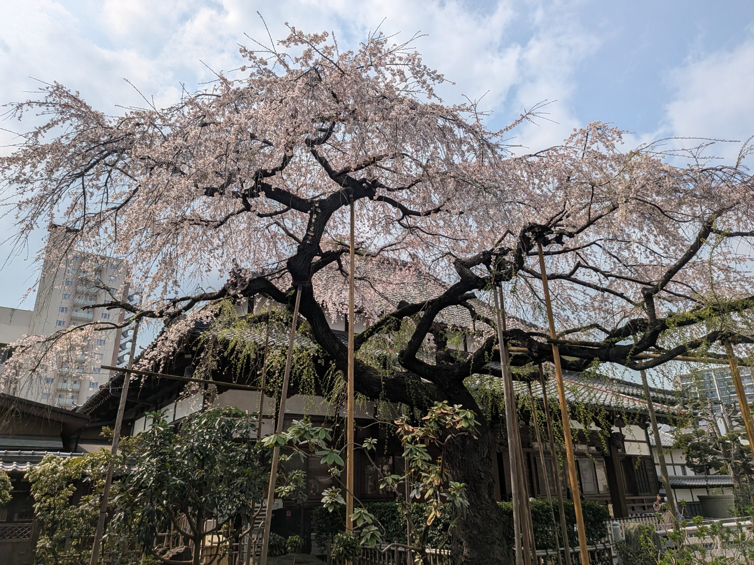 玉蔵院の枝垂れ桜