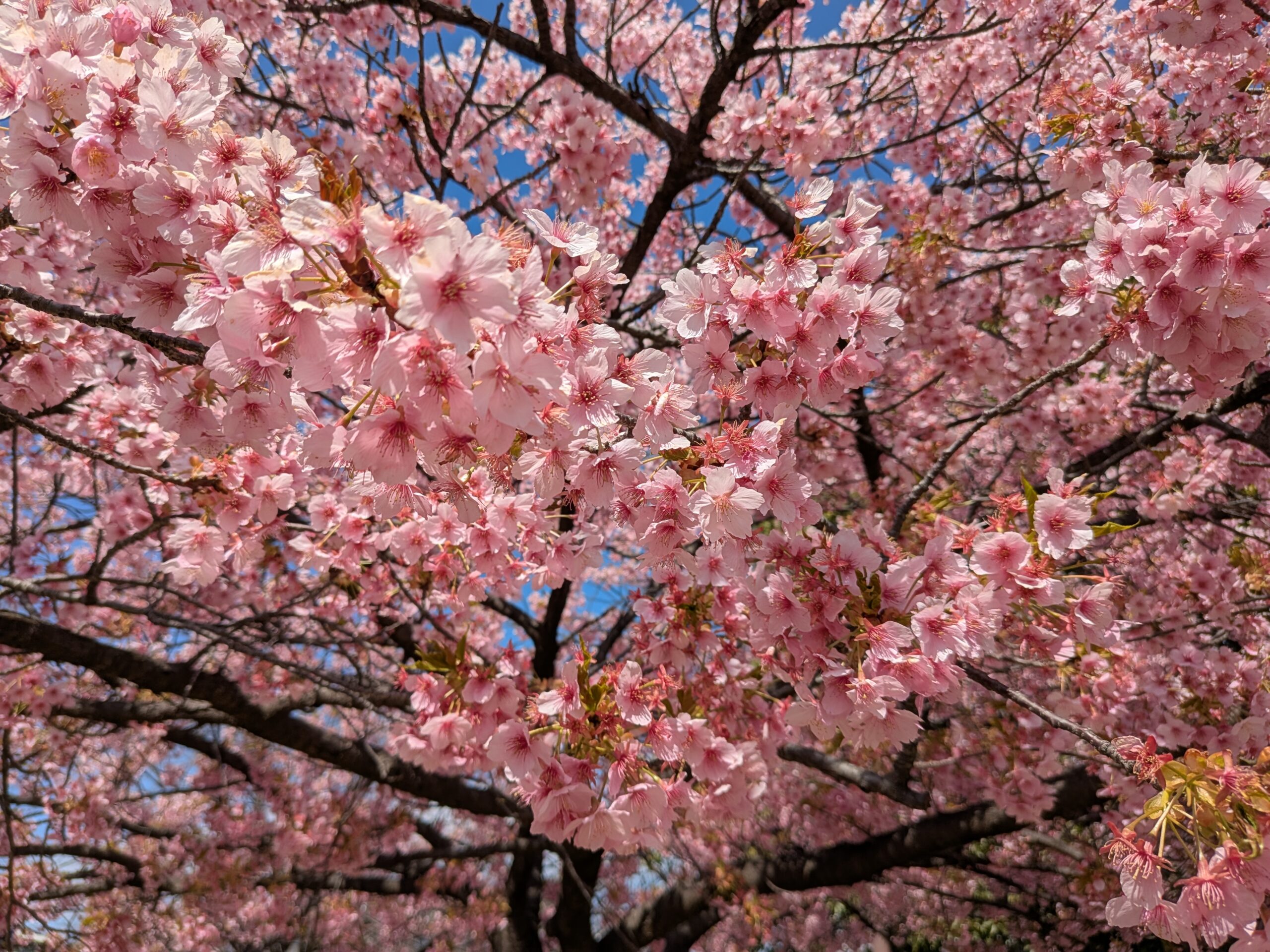 満開の河津桜