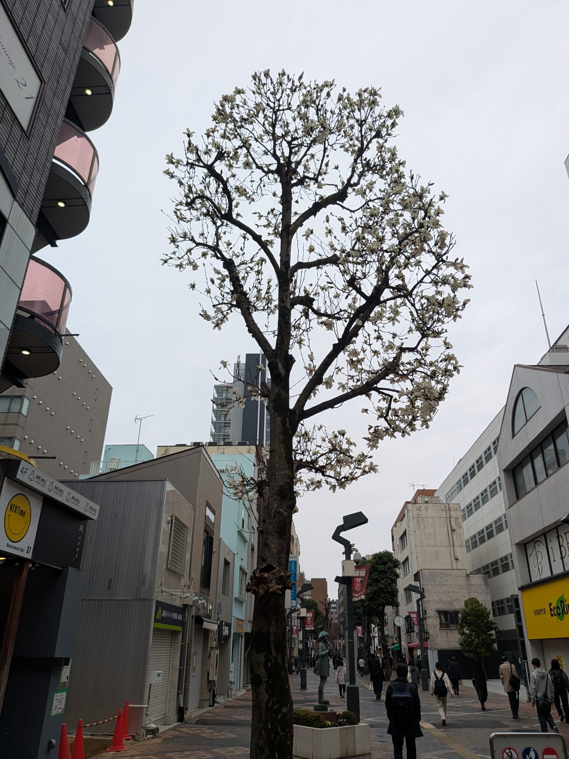 登庁とさくら草通り
