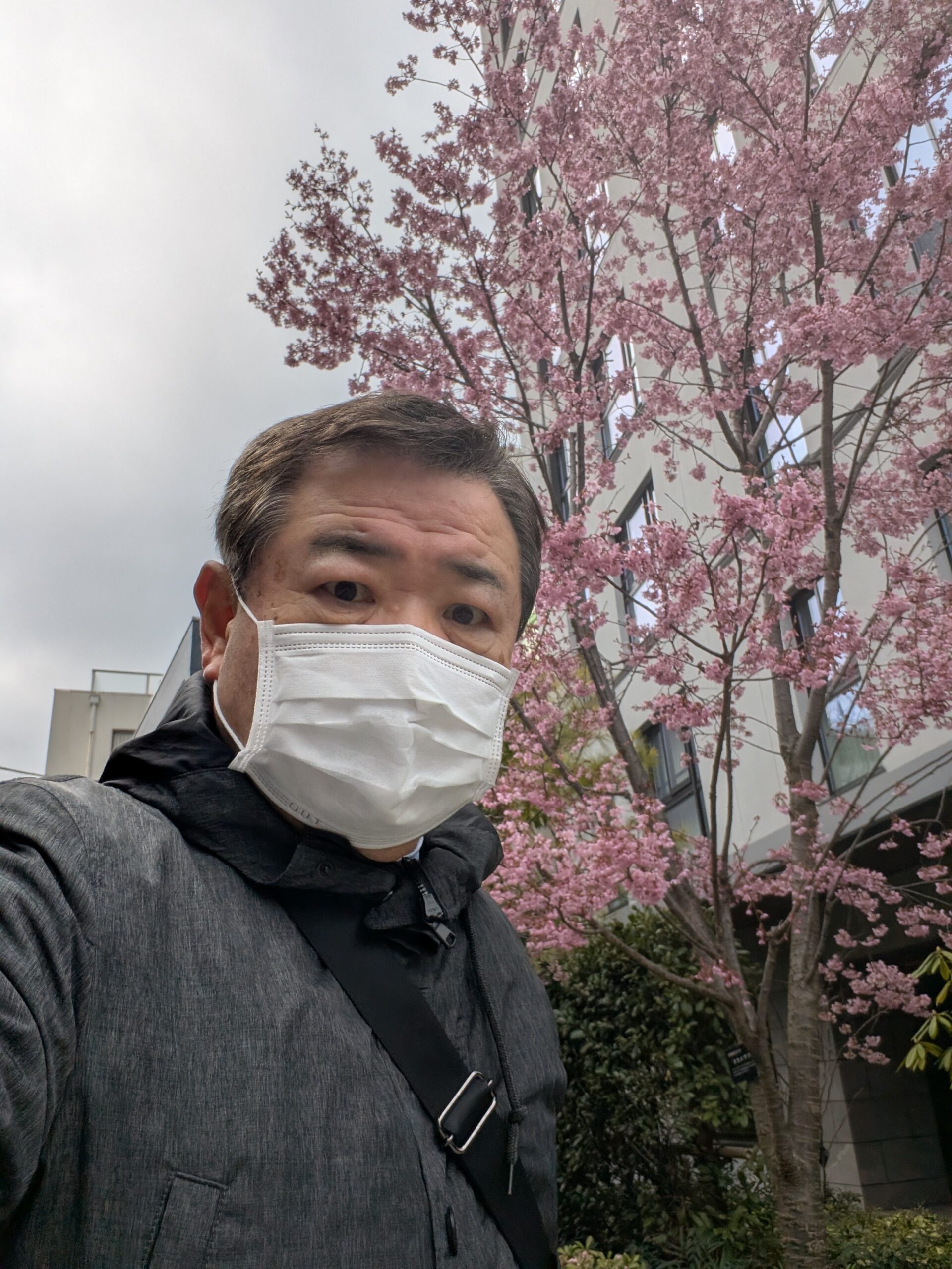 裏門通りﾏﾝｼｮﾝの桜