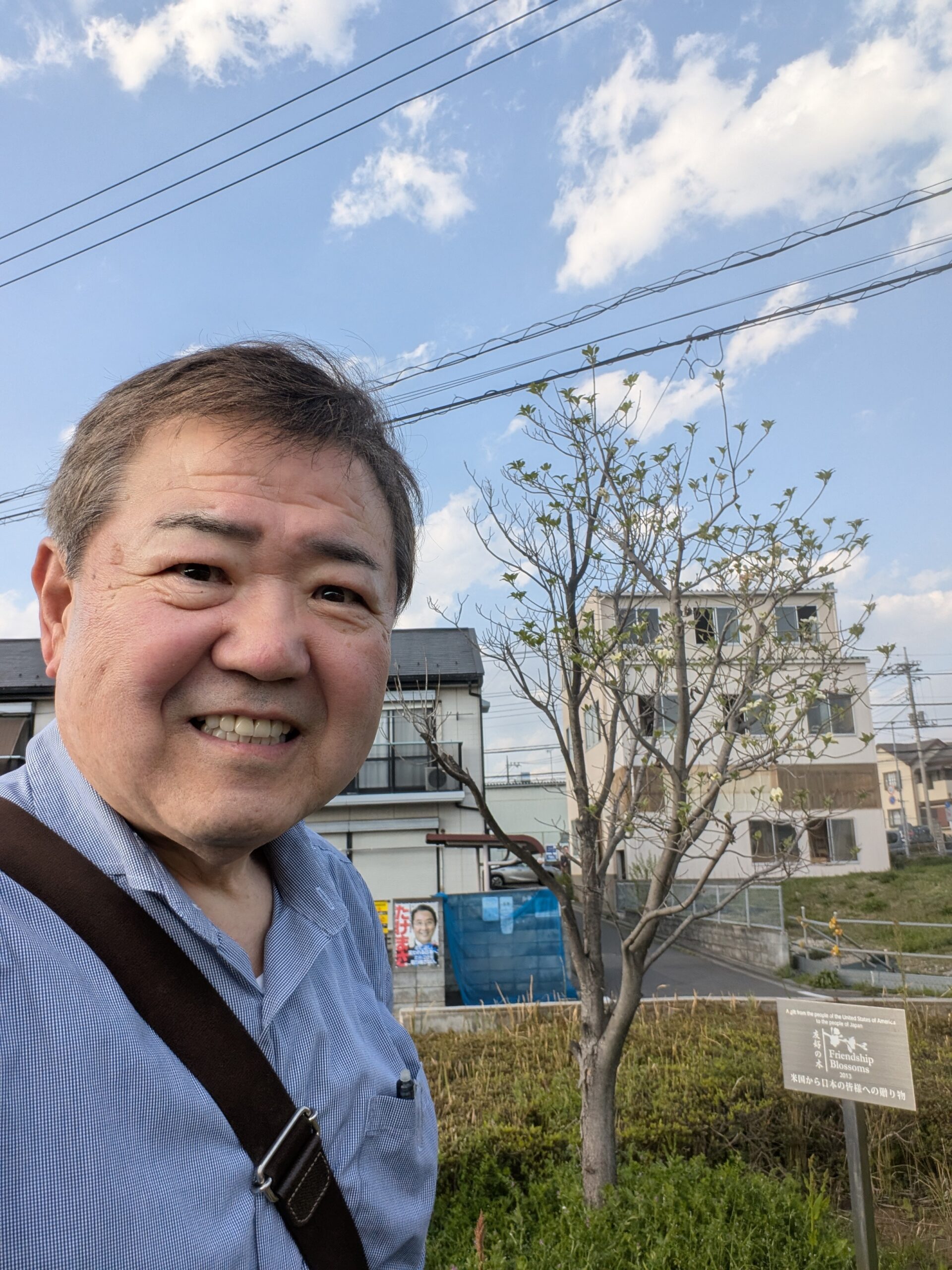 緑区役所の花水木