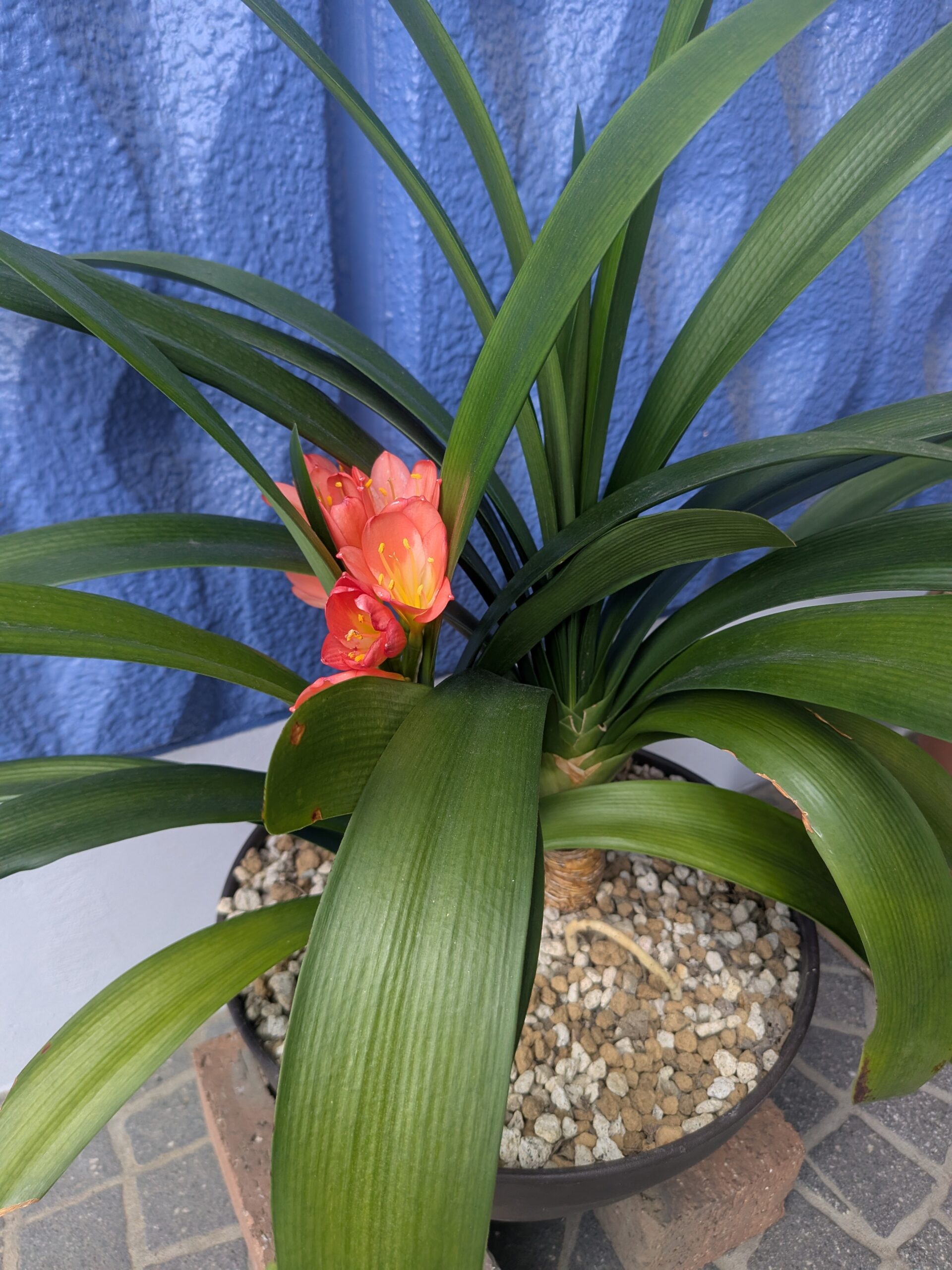 クンシランの花