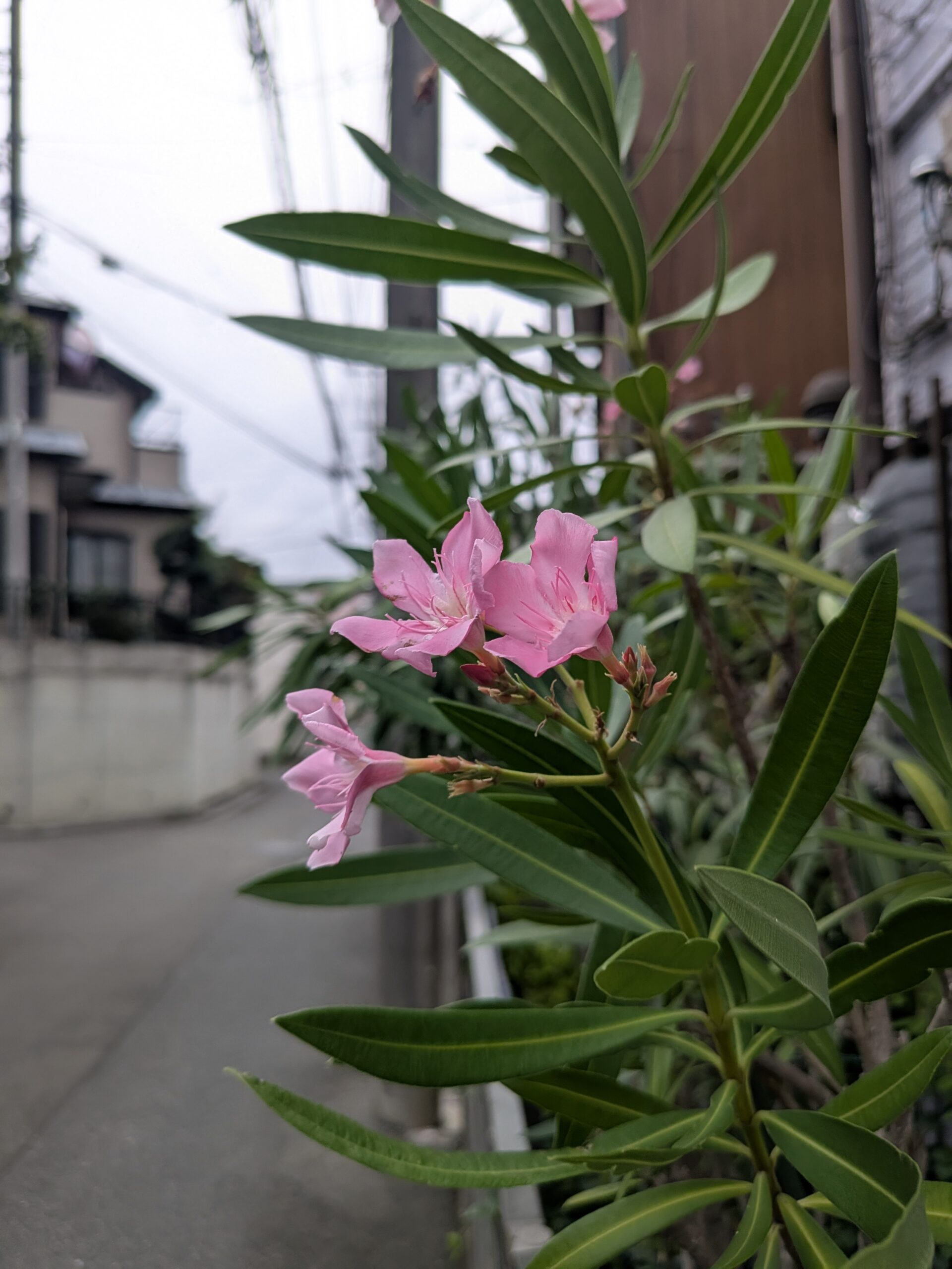 休養しています！